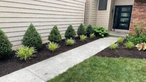 Local Fort Wayne spring cleanup mulch landscaping with trimmed evergreens along home walkway.