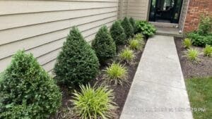 Local Fort Wayne spring cleanup with fresh mulch, evergreen shrubs, and walkway edging.