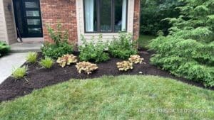 Local Fort Wayne spring cleanup with fresh mulch, hostas, and edged front yard garden bed.