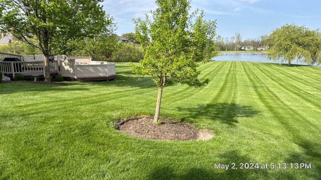 Striped, freshly mowed Fort Wayne backyard lawn with mulched tree ring near pond.