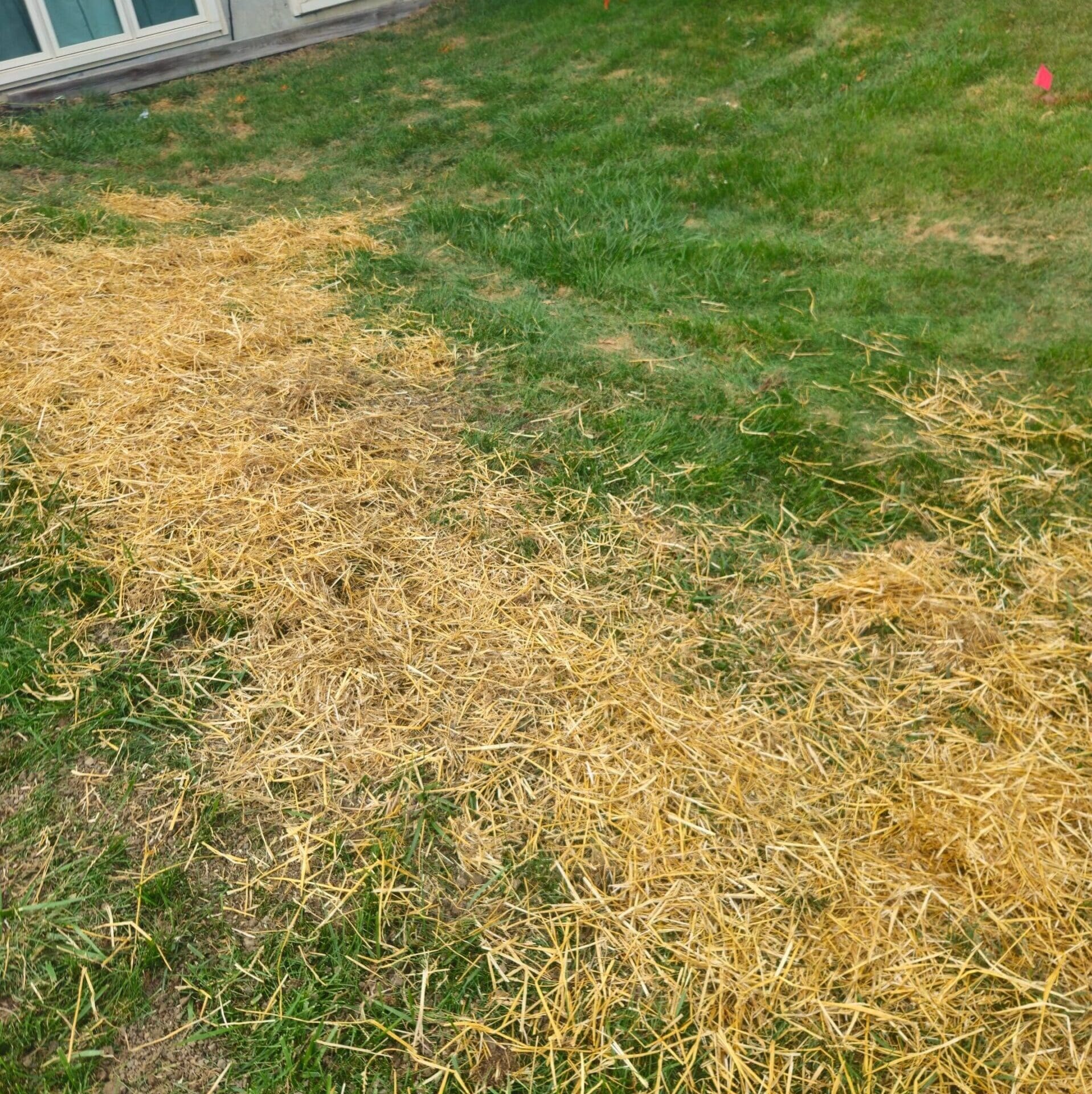 Straw-covered lawn repair and reseeding in Fort Wayne backyard with patchy grass.